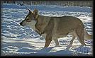 76 snow * 3813 x 2307 * (11.36MB)
